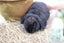 Pure-bred Mini Lop Bunny Rabbits Carousel 8