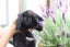 Pure-bred Mini Lop Bunny Rabbits Carousel 7