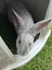 Purebreed Rex rabbit kits Carousel 1