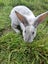 Purebreed Rex rabbit kits Carousel 2