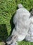 Purebreed Rex rabbit kits Carousel 3