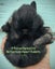 Netherland Dwarf Baby Rabbits Carousel 1