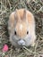 Netherland Dwarf Baby Rabbits Carousel 3