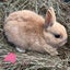 Netherland Dwarf Baby Rabbits Carousel 4