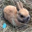 Netherland Dwarf Baby Rabbits Carousel 5