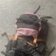 HIKING ,TRAVEL LARGE BACK PACK Carousel 7