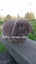 Minilop bunnies Carousel 12