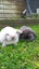 Minilop bunnies Carousel 3