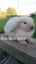 Minilop bunnies Carousel 8