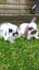 Minilop bunnies Carousel 1
