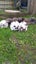 Minilop bunnies Carousel 4