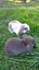 Minilop bunnies Carousel 5