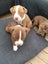 French Bull Mastiff x American Bulldog x Bully Carousel 7