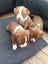 French Bull Mastiff x American Bulldog x Bully Carousel 6