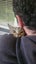 6 - 8 Month Old Female Kitten Carousel 3