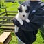 Border Collie puppies Carousel 3