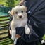 Border Collie puppies Carousel 5