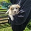 Border Collie puppies Carousel 6