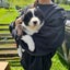 Border Collie puppies Carousel 4