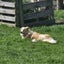 Border Collie puppies Carousel 7