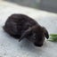 Cute Mini Lops Carousel 1