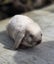 Cute Mini Lops Carousel 6