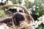 Pure-bred Mini Lop Bunny Rabbits Carousel 9