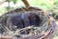 Pure-bred Mini Lop Bunny Rabbits Carousel 10