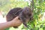 Pure-bred Mini Lop Bunny Rabbits Carousel 4