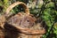 Pure-bred Mini Lop Bunny Rabbits Carousel 5