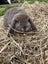Purebred Harliquin mini lops Carousel 6