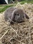 Purebred Harliquin mini lops Carousel 7