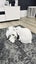Mini Lop Bunnies Carousel 1