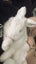 Mini Lop Bunnies Carousel 2