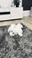 Mini Lop Bunnies Carousel 3