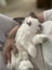 Mini Lop Bunnies Carousel 4