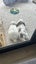 Mini Lop Bunnies Carousel 6
