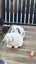 Mini Lop Bunnies Carousel 8