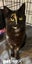 LONELY MIAOW CAT - CLAIRE Carousel 1