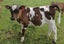 3 Ayrshire AB Bull calves Carousel 4