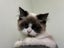 Pure Breed Ragdoll Cat Carousel 4