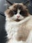 Pure Breed Ragdoll Cat Carousel 5