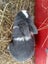 Purebred Mini lop bunnies Carousel 11
