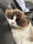 Pure Breed Ragdoll Cat Carousel 6