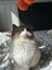 Pure Breed Ragdoll Cat Carousel 7