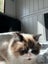 Pure Breed Ragdoll Cat Carousel 3