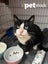 LONELY MIAOW CAT - HUEY - SPECIAL BOY Carousel 1