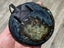 $1 Res!! Pounamu XXL bound porohita world pendant *Tangiwai* Carousel 4