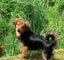 small breed young dogs Carousel 1