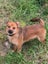 small breed young dogs Carousel 2
